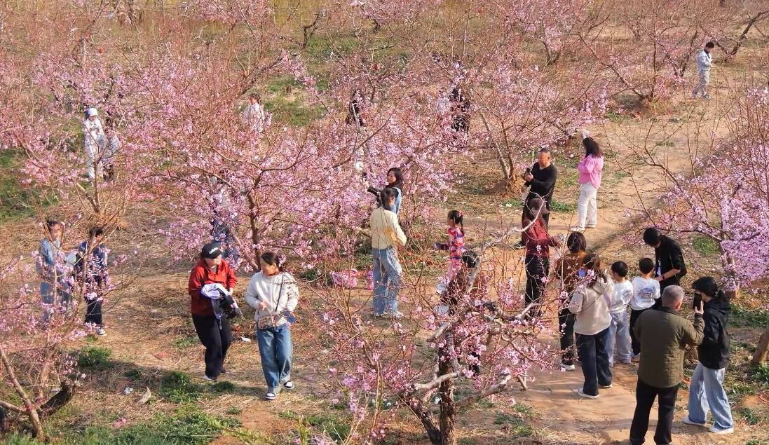 山东肥城：赴一场桃花之约