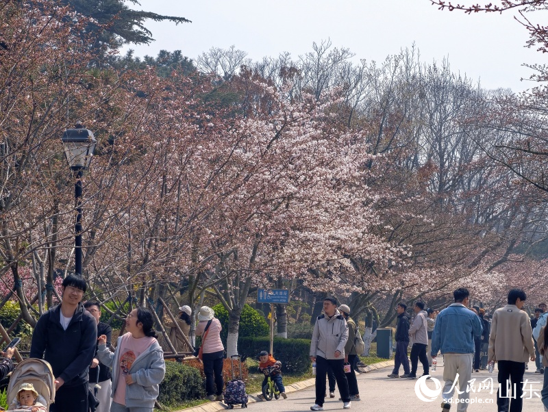 4月2日，游客在青岛中山公园赏樱游园。人民网记者 刘颖婕摄