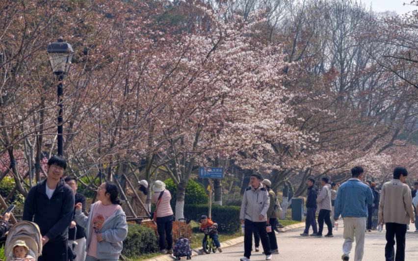 青岛中山公园樱花初绽 市民游客赴春日之约