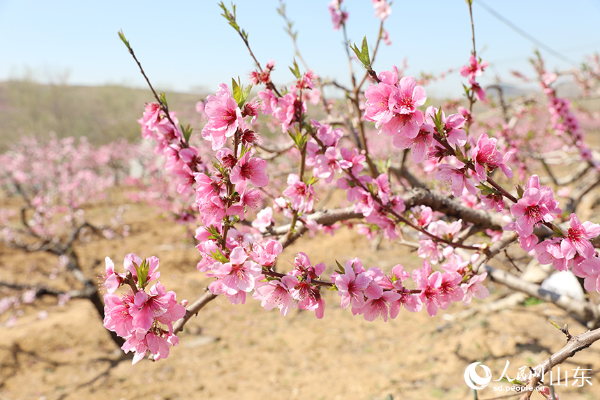 春日暖阳下，桃花簇拥枝头。人民网记者 刘祺摄
