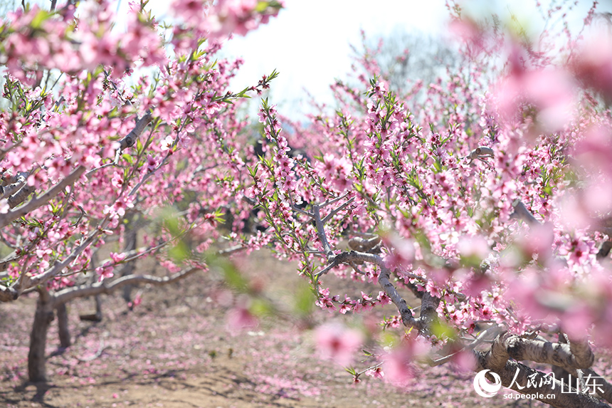 千亩桃花竞相绽放。人民网记者 刘祺摄