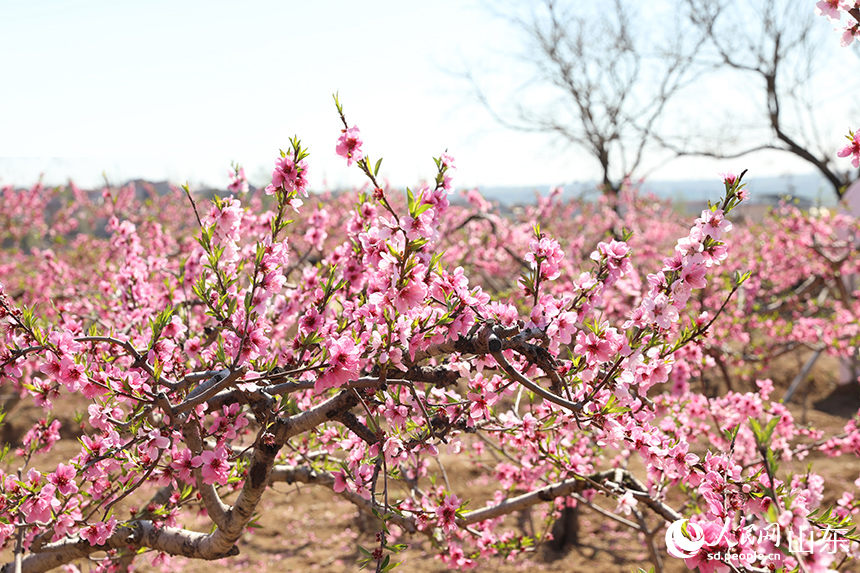 千亩桃花竞相绽放。人民网记者 刘祺摄