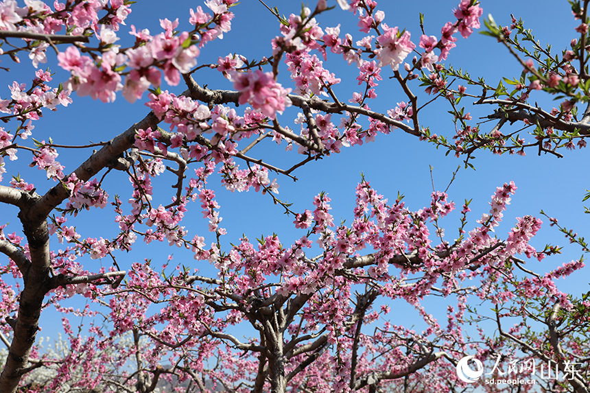 千亩桃花竞相绽放。人民网记者 刘祺摄