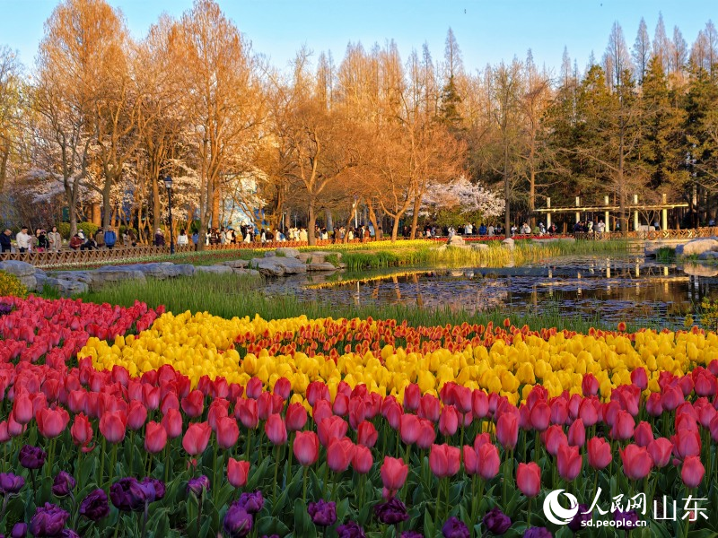 青島中山公園小西湖畔，郁金香迎來盛放期。人民網記者 劉穎婕攝