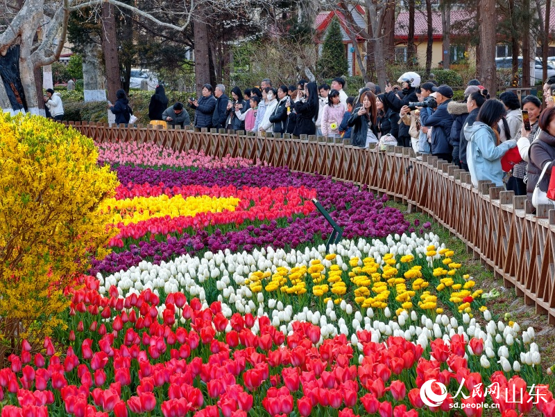 五彩斑斕的郁金香亭亭玉立，吸引眾多市民游客駐足觀賞。人民網記者 劉穎婕攝