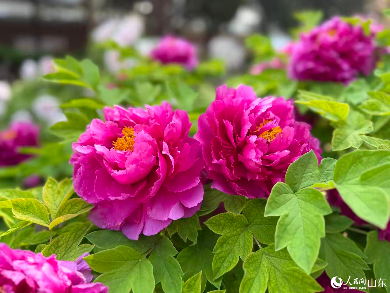 菏泽曹州牡丹园内牡丹盛放。人民网记者 乔姝摄