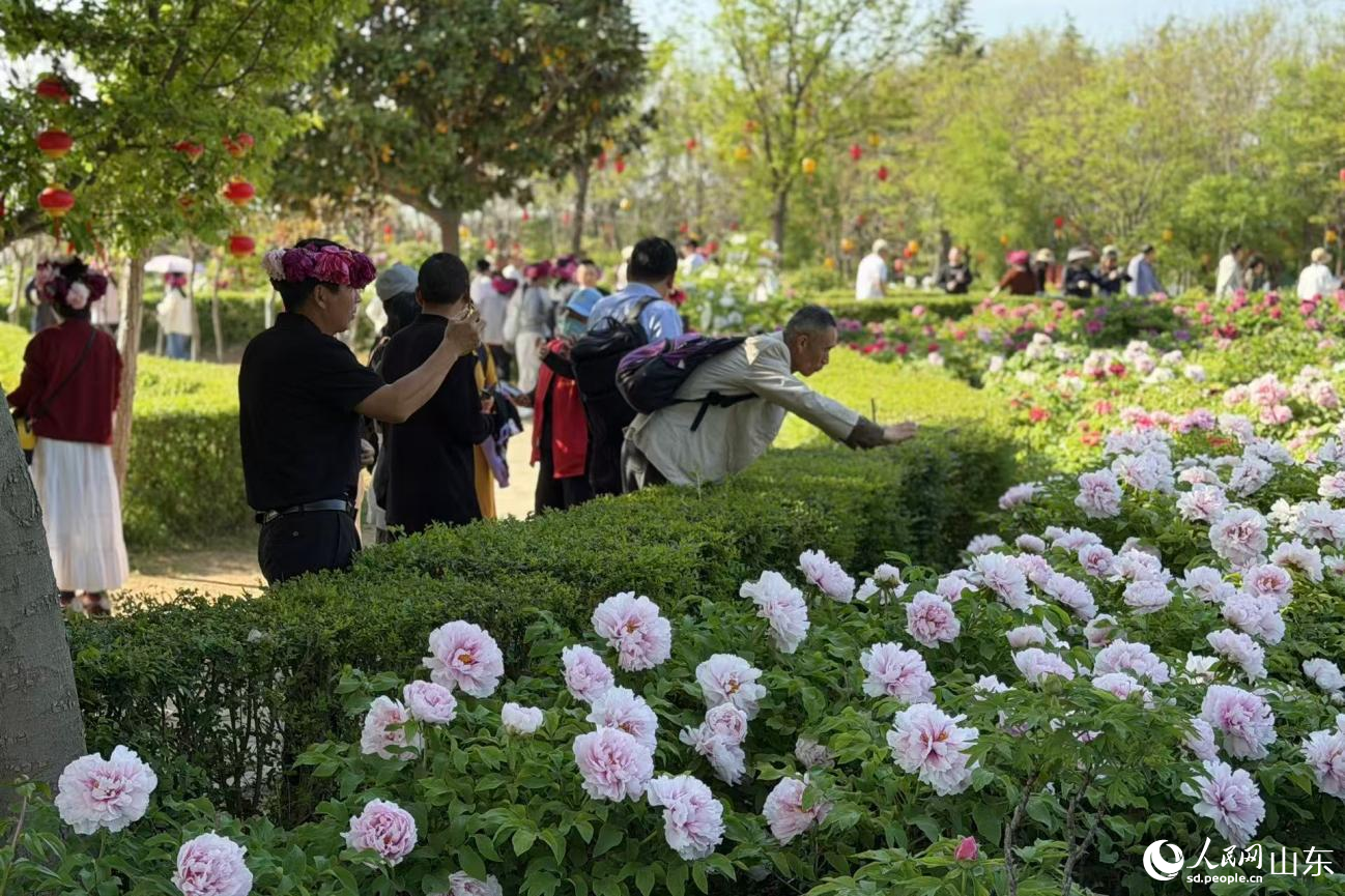 菏泽牡丹盛放,游人花间赏花打卡。人民网记者 乔姝摄