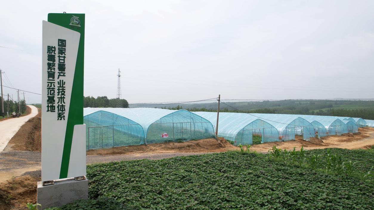 脱毒繁育示范基地。安丘市委宣传部供图