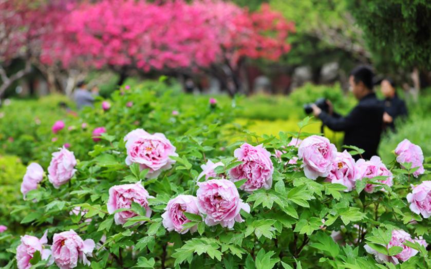 山东泰安：满城春色醉游人