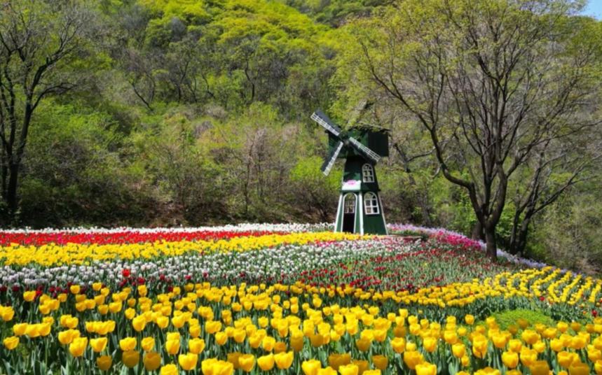 济南红叶谷：花开如海 尽显浪漫