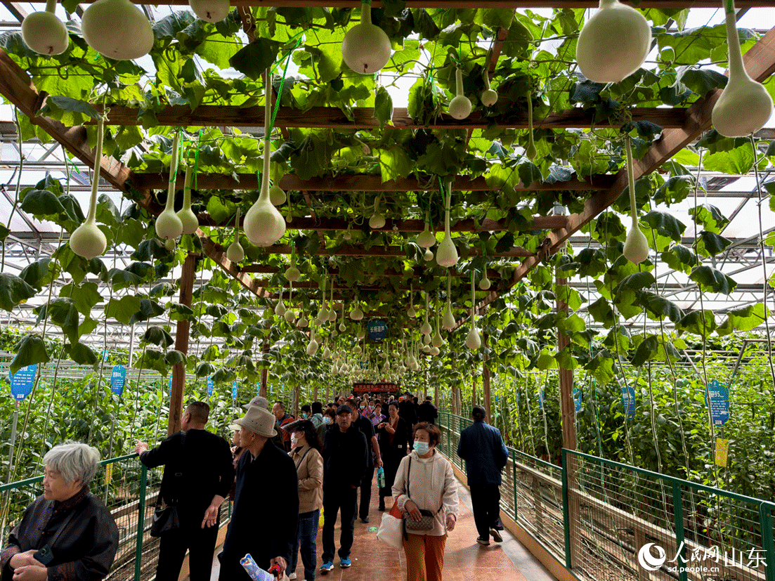 游客驻足参观长柄葫芦和多品种辣椒展区。人民网 庄润泽摄