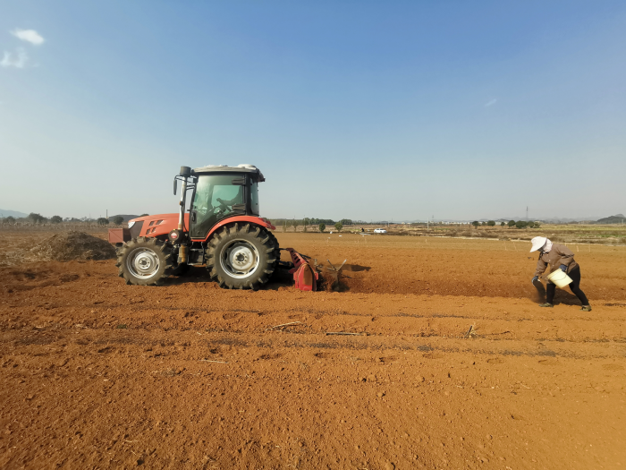 图为利用农用机械开展起垄施肥作业