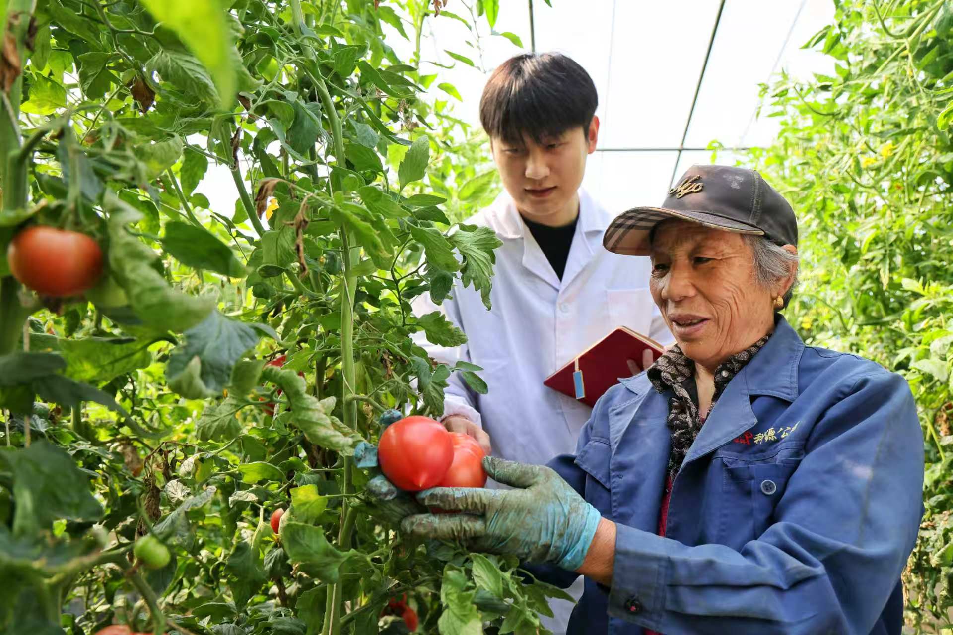 山东农业大学科研生与农户一同查看番茄长势。陈阳摄