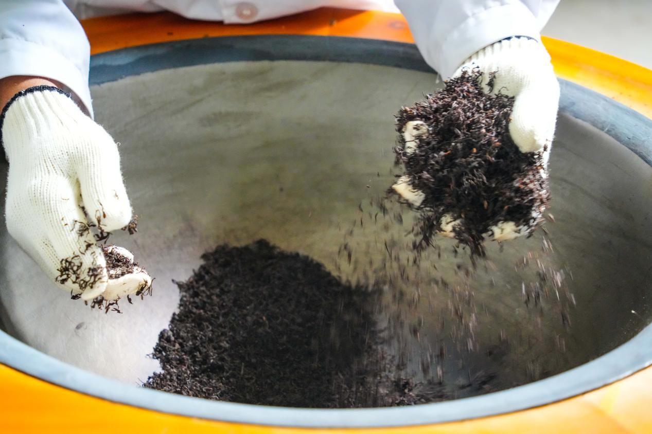 山东省乐陵市金丝小枣科技小院研究生在中试基地炒黑化枣芽茶。贾鹏摄