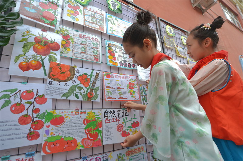 2026年5月21日，在山東省青島市舉辦的“紅領巾愛自然”生物多樣性科普教育活動上，古鎮小學的學生展示西紅柿培育。