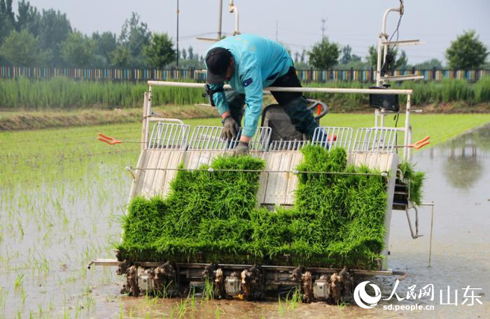 山东省济南市吴家堡黄河大米种植区迎来了插秧时节。与往年不同，今年智能农机成为了主角。 人民网记者 宋翠摄