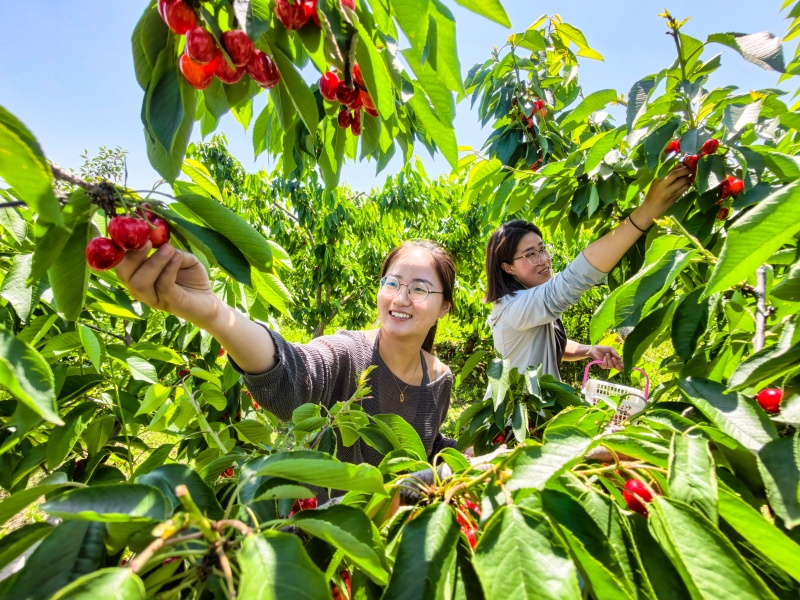 2026年5月28日，在山东省乐陵市郭家街道乐泽园果树种植专业合作社采摘园，游客在采摘樱桃。