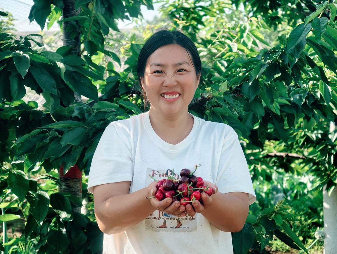 淄博临淄：鲜美樱桃满枝头