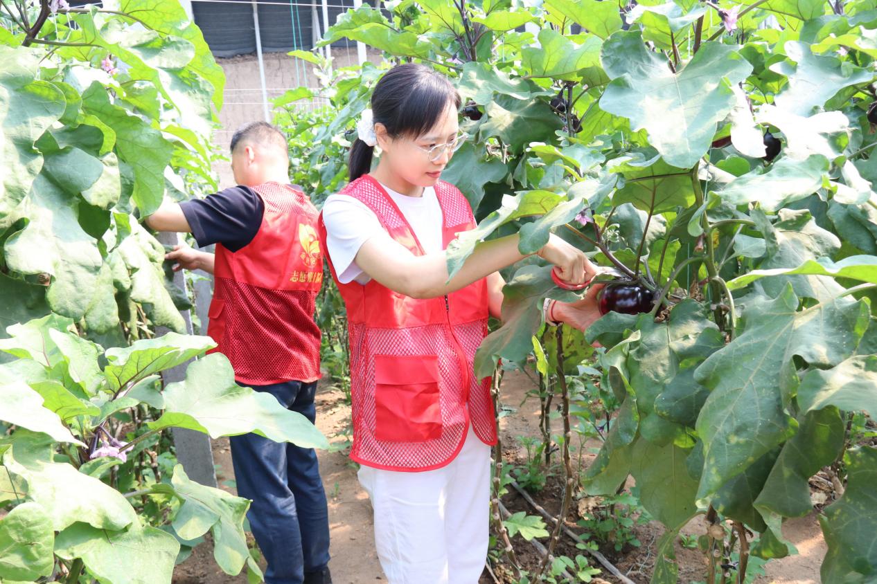 志愿者徐宝平和李蕾帮助农户采摘茄子