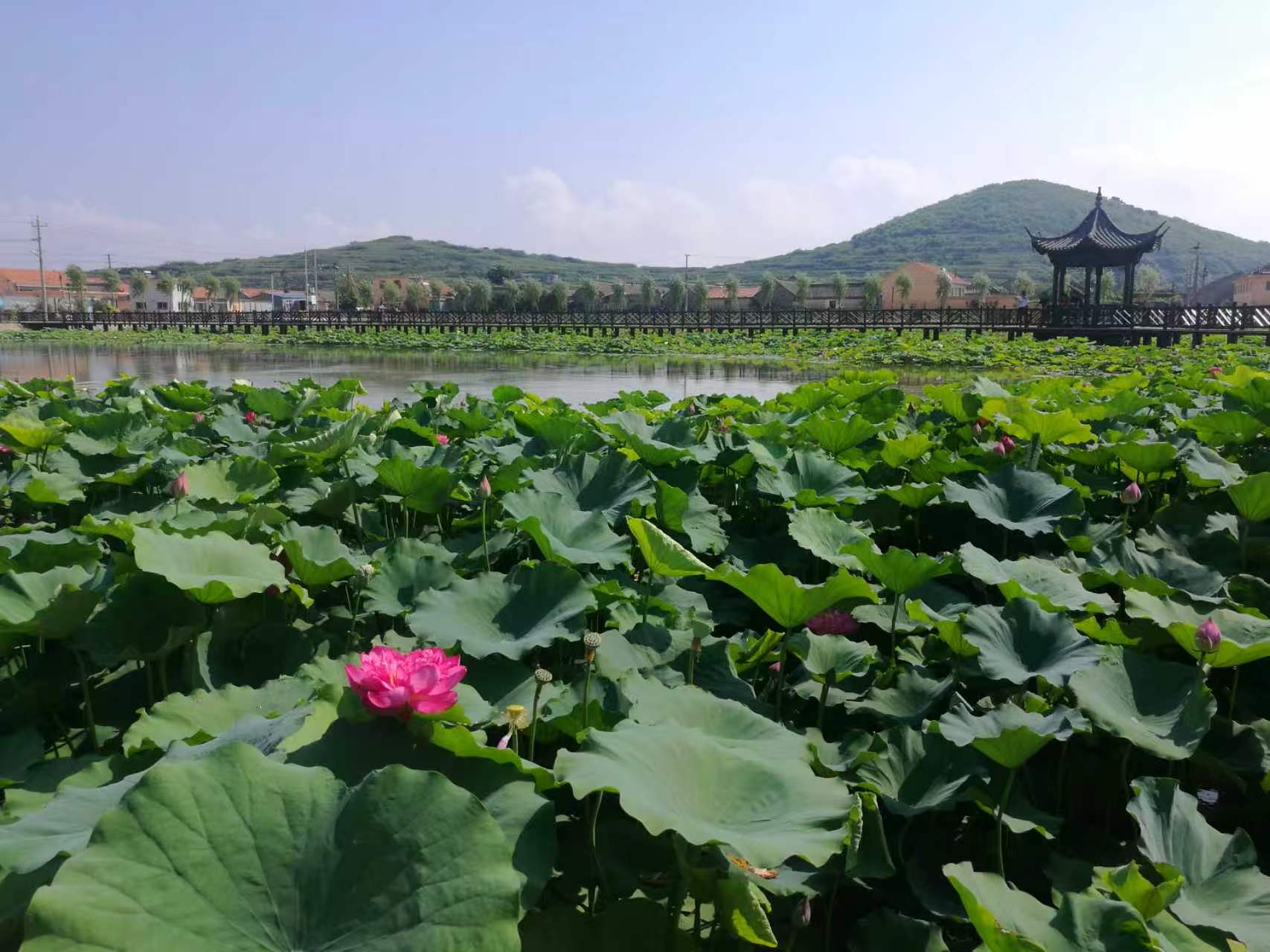 青岛即墨田横镇:荷塘画卷绘就和美乡村新图景(图1)