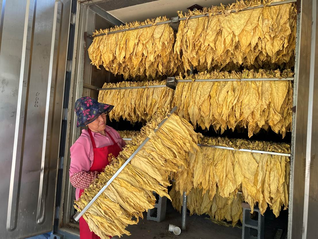 图为刚刚完成烘烤的黄烟