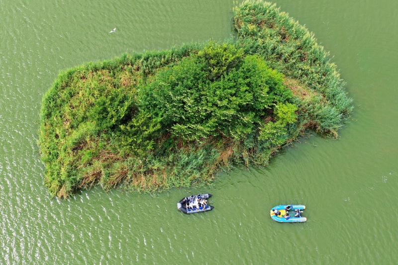 2026年8月13日,在山东省青岛市城阳区流亭街道白沙河入海口湿地,城阳区野生动植物保护协会志愿者乘坐橡皮艇巡护湿地生态。