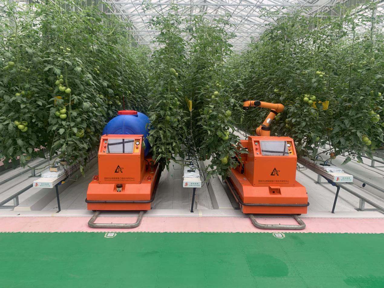 智能设备在温室大棚内开展巡检作业。寿光市委宣传部供图