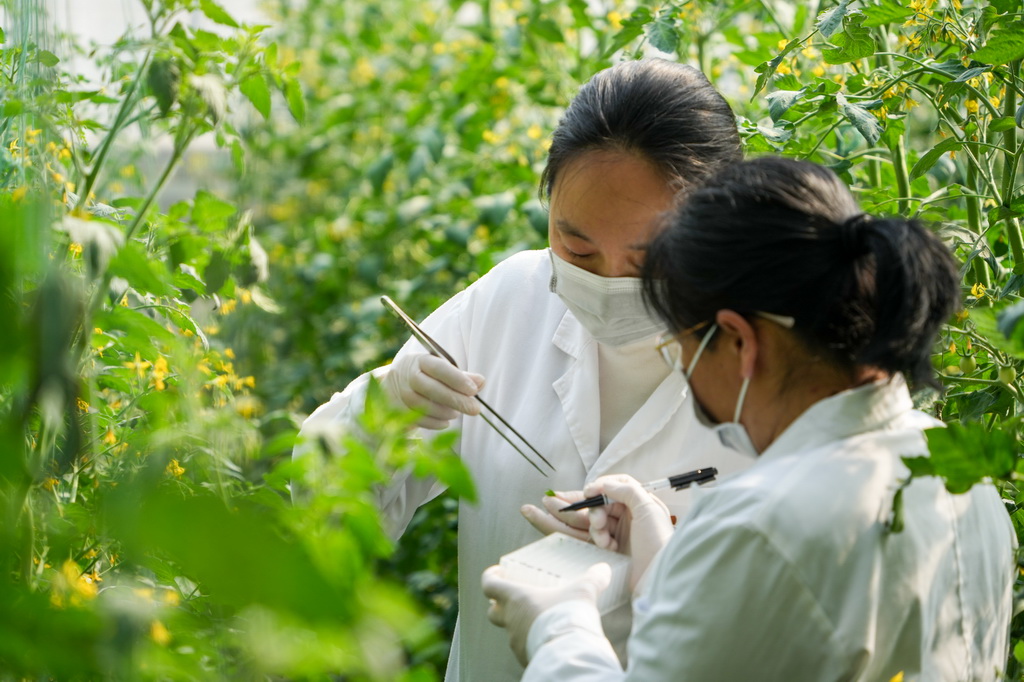 工作人员正在整理蔬菜种质资源。寿光市委宣传部供图