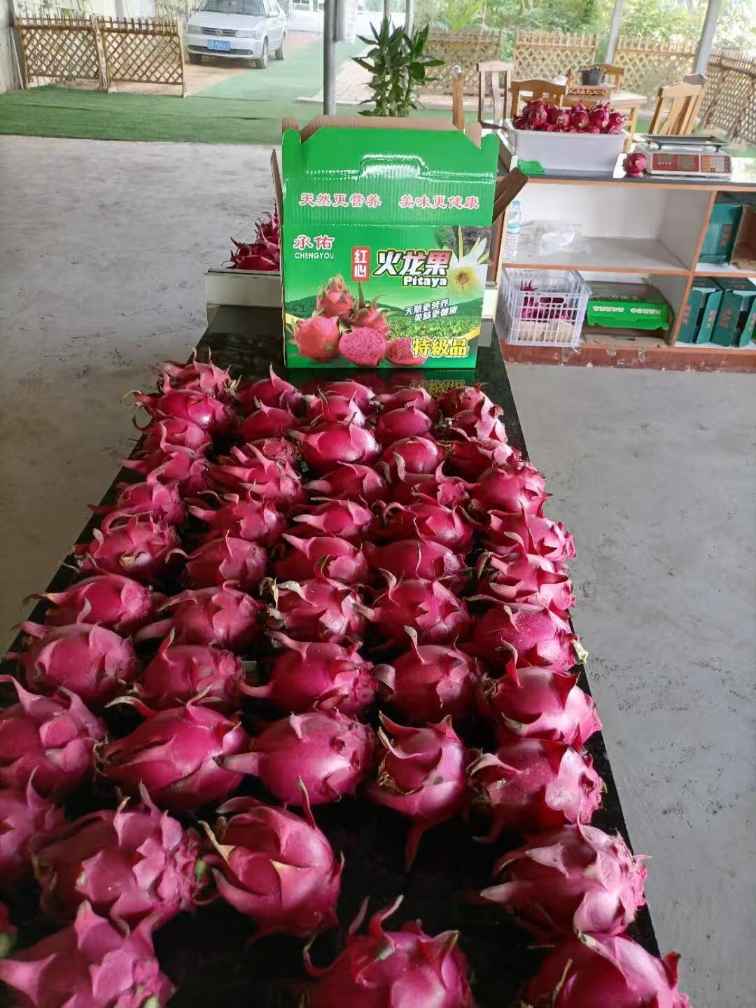 火龍果2