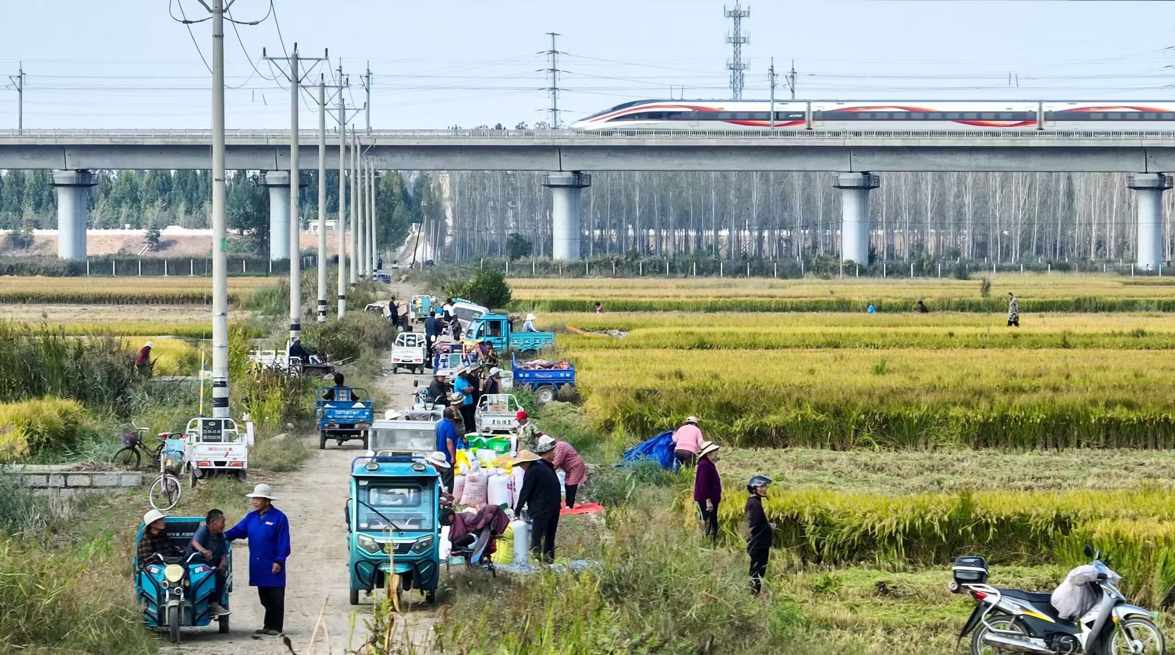 10 月 13 日,在山東省臨沂市蘭山區棗園鎮大棗溝頭村,農民把稻谷裝車拉回家(無人機照片)。