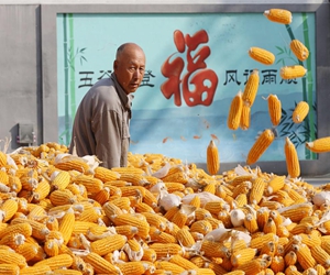 金秋丰景入画来，潍坊高密玉米收获忙