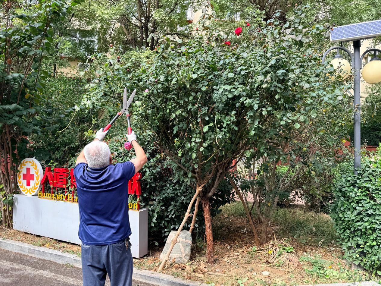 市中區七裡山街道七東社區,工作人員正在修剪樹枝。人民網 李子悅攝
