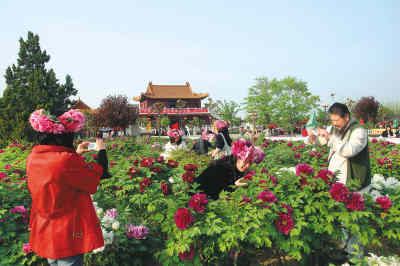 山东菏泽牡丹节吸引了众多游客 魏建英摄