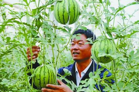 西瓜长在半空中