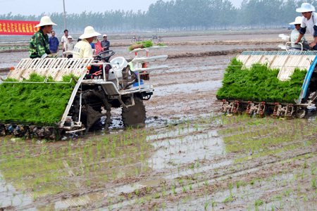 郯城县完成40万亩水稻插秧 机械插秧率达37.5