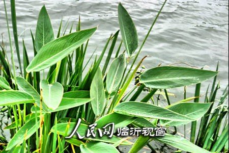 郯城武河河畔建成万亩休闲观光旅游农业生态园