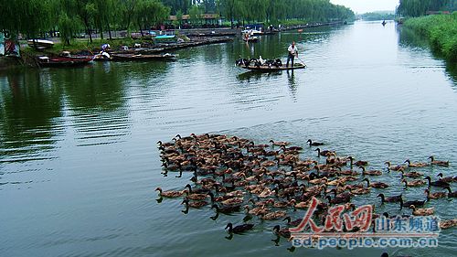 鸭子人口_鸭子卡通图片