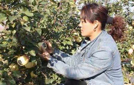 刻字苹果效益高