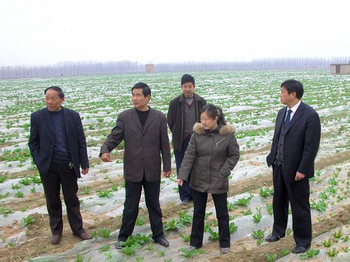 农行山东济宁兖州支行支持绿色蔬菜规模种植 