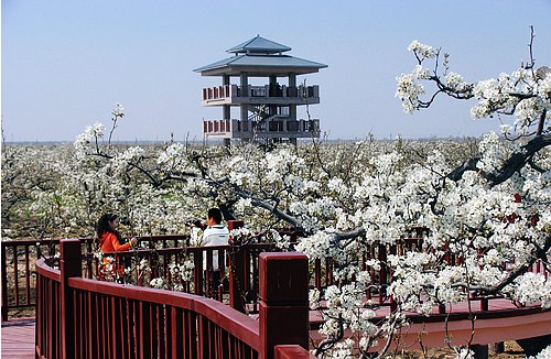 山东冠县第六届梨园文化观光周将于4月9日开