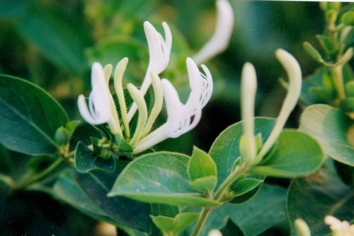 金银花苗木市场敖春绽放价飞扬