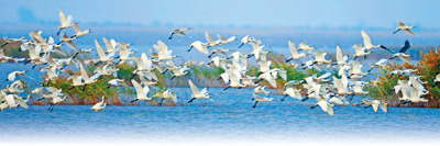 黄河三角洲国家级自然保护区里成群的白琵鹭。资料图片