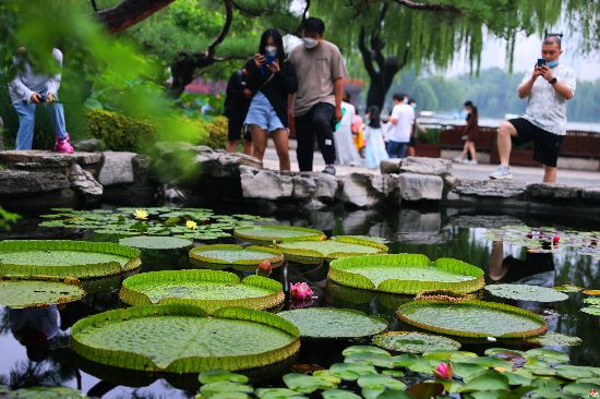 “水中皇后”王莲花开泉城 花色善变优雅动人