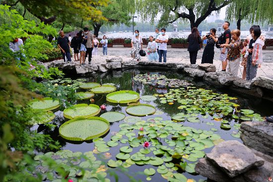 “水中皇后”王莲花开泉城 花色善变优雅动人