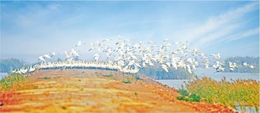 白琵鹭正在黄河三角洲国家级自然保护区里嬉戏。黄河三角洲是鸟类迁徙的重要驿站，全球目前共9条候鸟迁徙路线，其中2条从这里经过。这里为南来北往的鸟类提供了理想的迁徙停歇地、越冬地和繁殖地。（资料图）