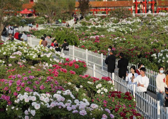 4月8日，位于菏泽市牡丹区的百花园，和煦春光中，盛放的牡丹更显明媚动人。记者 卢鹏 报道