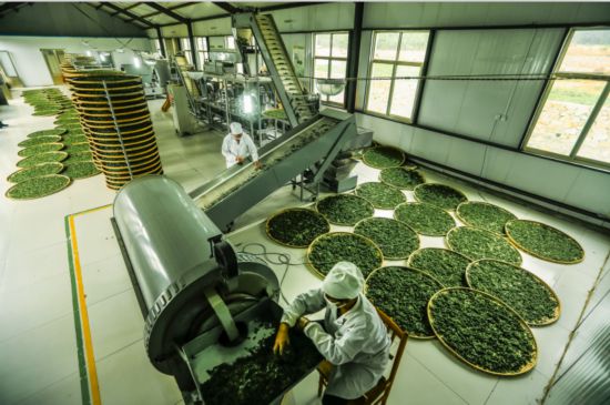 图为马套村的茶叶生产车间。