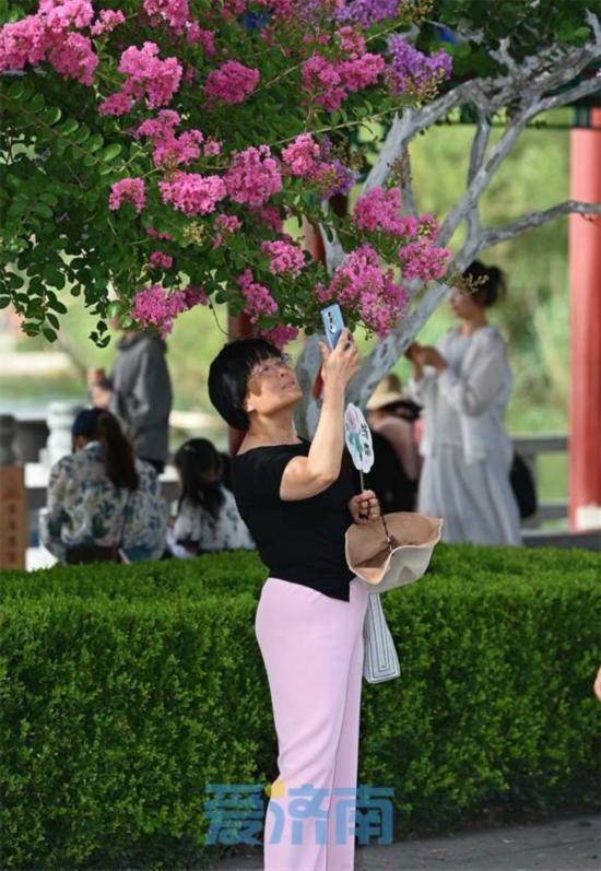 濟南大明湖畔“夏紫薇”盛夏迎風開