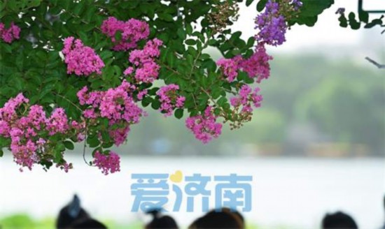 濟南大明湖畔“夏紫薇”盛夏迎風開