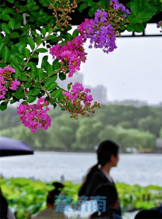 濟南大明湖畔“夏紫薇”盛夏迎風開